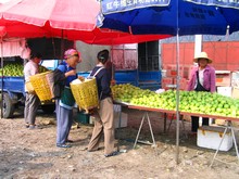 vignette N_yunnan_2006_377 