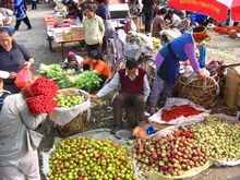 vignette N_yunnan_2006_378 
