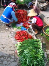 vignette N_yunnan_2006_383 