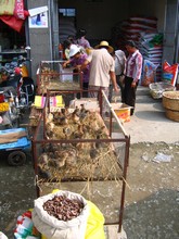 vignette N_yunnan_2006_384 