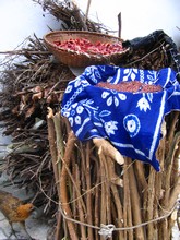 vignette N_yunnan_2006_409 