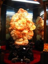 vignette N_yunnan_2006_450 